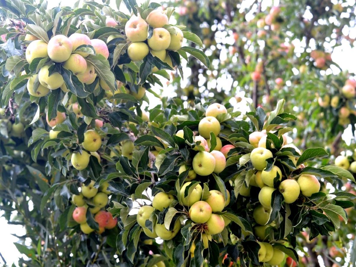 فندق منتجعات سابو ليه المظهر الخارجي الصورة